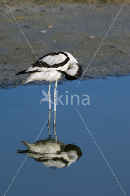 Pied Avocet (Recurvirostra avosetta)