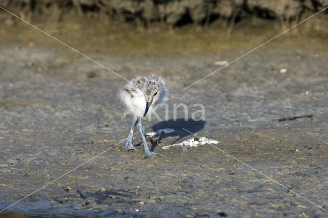 Pied Avocet (Recurvirostra avosetta)