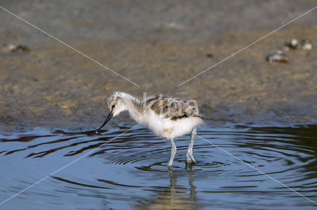 Pied Avocet (Recurvirostra avosetta)