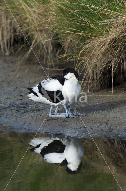 Pied Avocet (Recurvirostra avosetta)