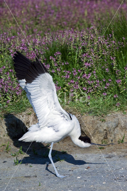 Pied Avocet (Recurvirostra avosetta)