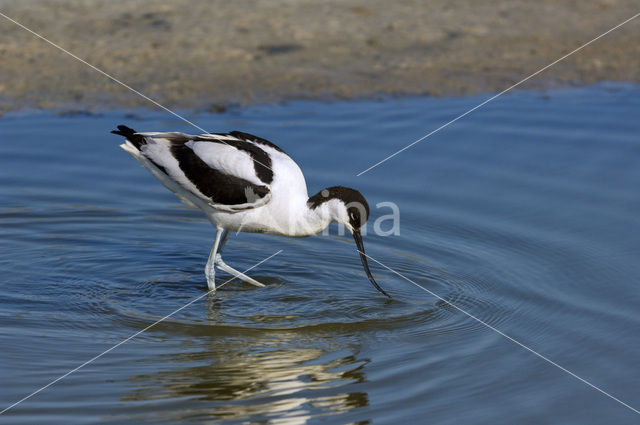 Pied Avocet (Recurvirostra avosetta)