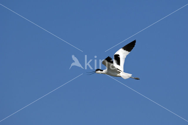 Pied Avocet (Recurvirostra avosetta)