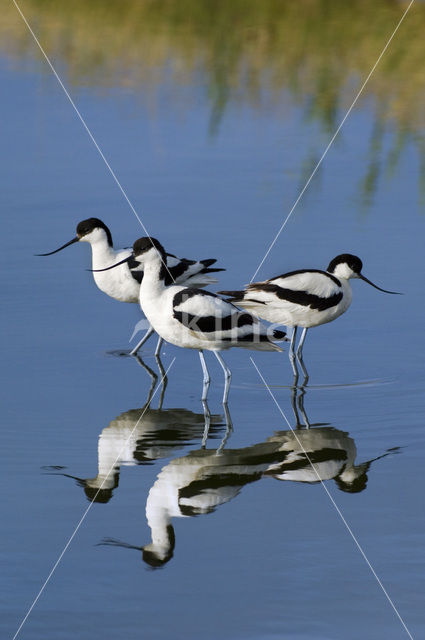 Pied Avocet (Recurvirostra avosetta)