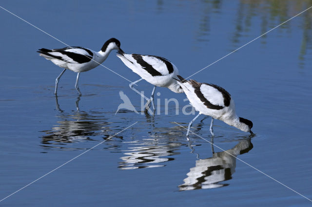 Pied Avocet (Recurvirostra avosetta)