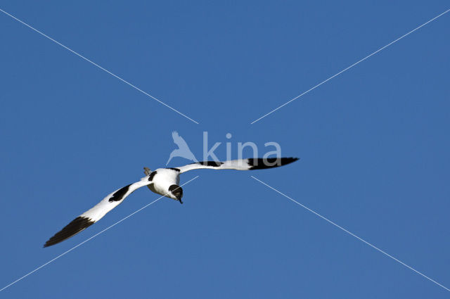 Pied Avocet (Recurvirostra avosetta)