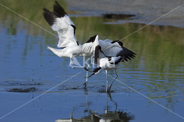 Pied Avocet (Recurvirostra avosetta)