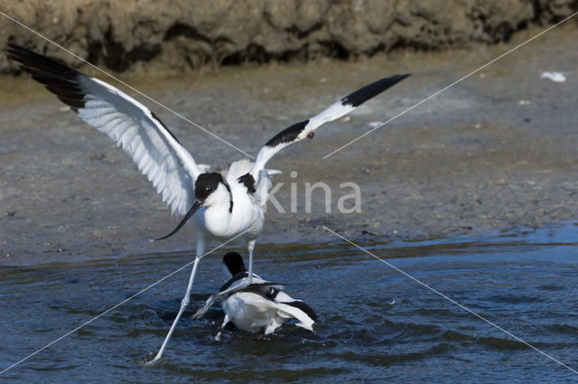 Pied Avocet (Recurvirostra avosetta)