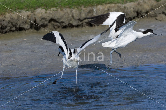 Pied Avocet (Recurvirostra avosetta)