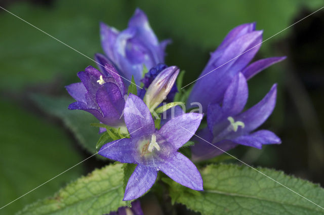 Kluwenklokje (Campanula glomerata)