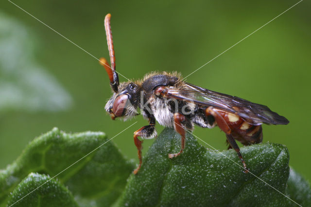 Knautiawespbij (Nomada armata)