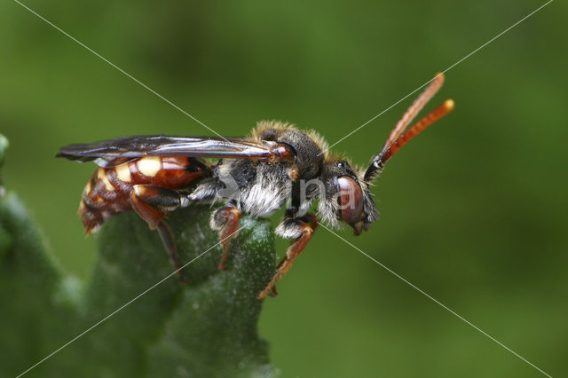 Knautiawespbij (Nomada armata)