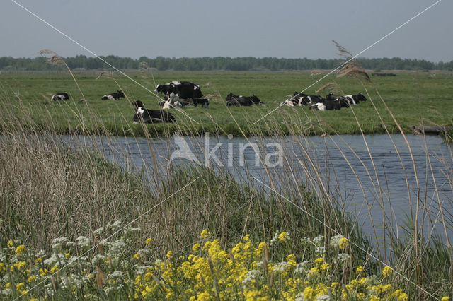 Koe (Bos domesticus)