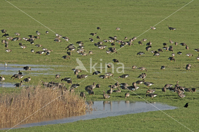 Kolgans (Anser albifrons)