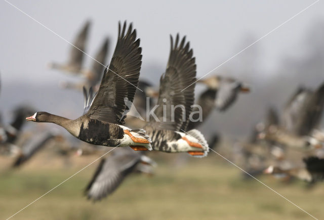 White-fronted goose (Anser albifrons)