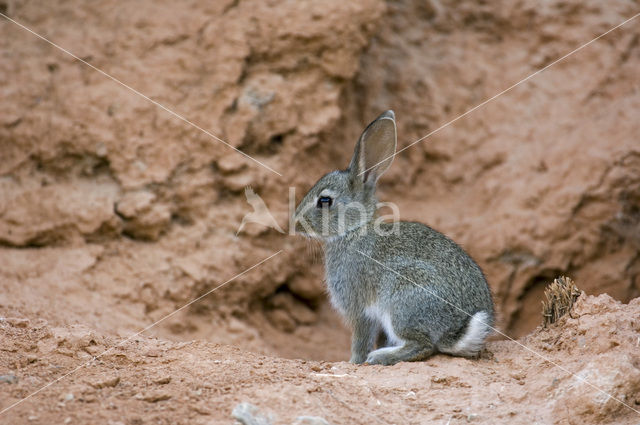 Konijn (Oryctolagus cuniculus)