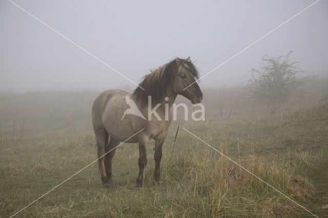 Konik horse (Equus spp)