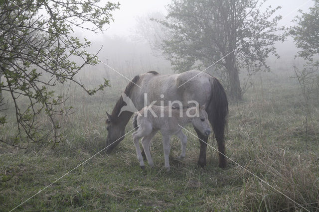 Konik horse (Equus spp)