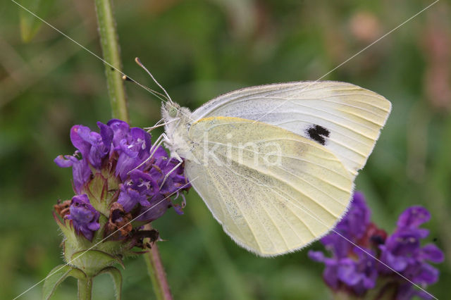 Koolwitje sp. (Pieris sp.)