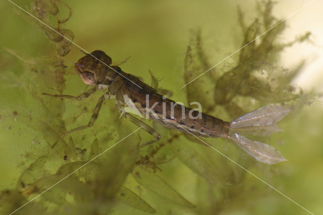 Koraaljuffer (Ceriagrion tenellum)