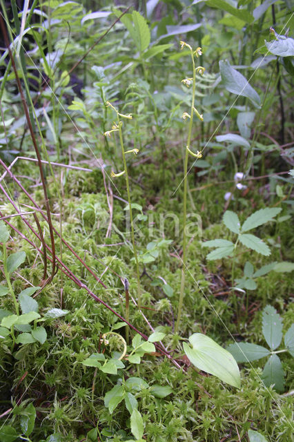 Koraalwortel (Corallorhiza trifida)