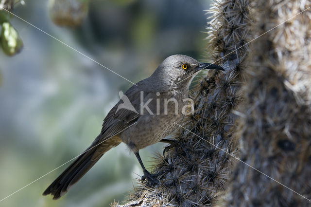 Krombekspotlijster (Toxostoma curvirostre)