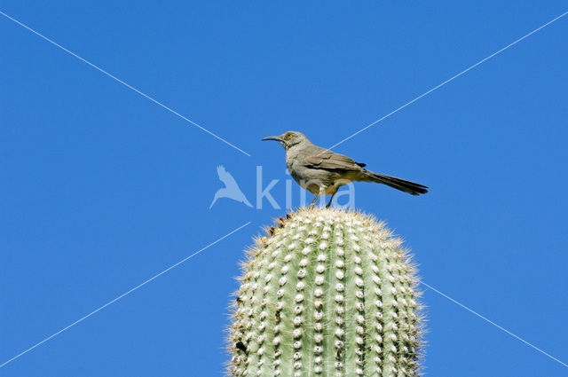 Krombekspotlijster (Toxostoma curvirostre)