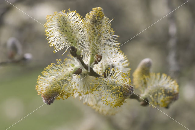 Kruipwilg (Salix repens)