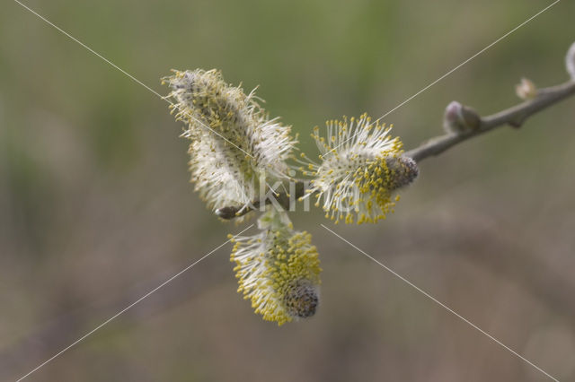 Kruipwilg (Salix repens)