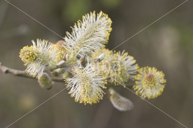 Kruipwilg (Salix repens)