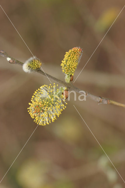 Kruipwilg (Salix repens)