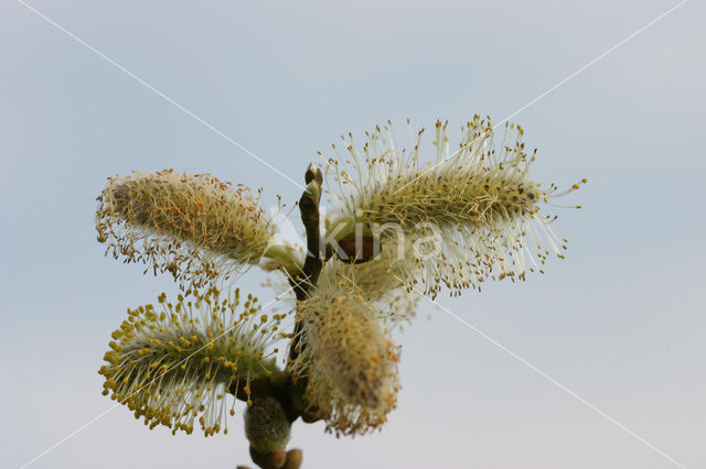 Kruipwilg (Salix repens)