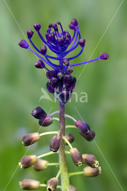 Kuifhyacint (Muscari comosum)