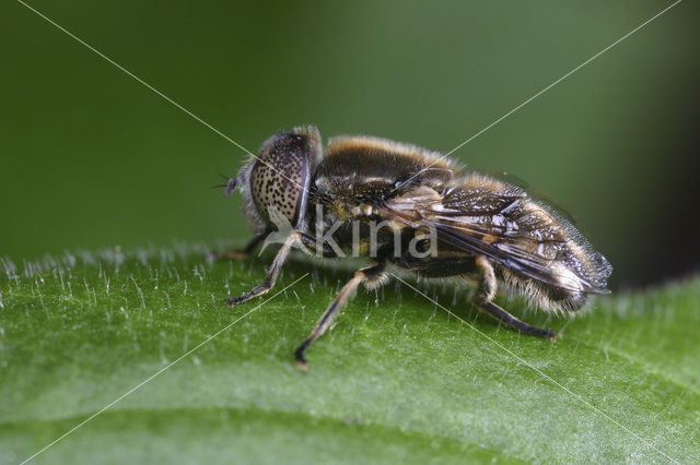 Kustvlekoog (Eristalinus aeneus)