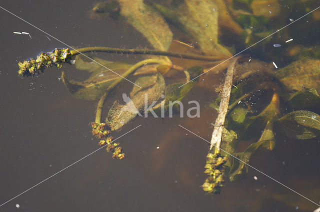 Langstengelig fonteinkruid (Potamogeton praelongus)