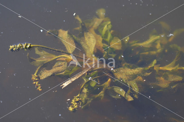 Long-stalked Pondweed (Potamogeton praelongus)