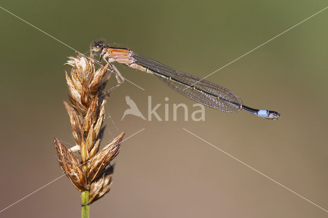 Lantaarntje (Ischnura elegans)