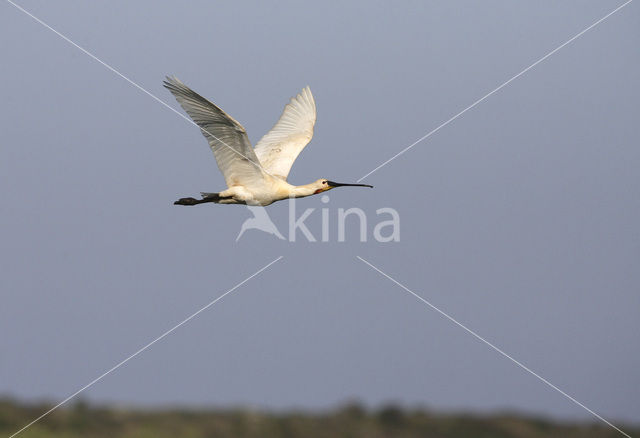 Eurasian Spoonbill (Platalea leucorodia)