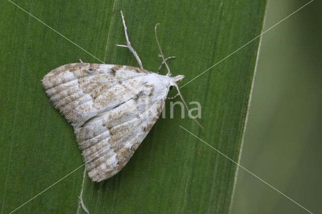 Scarce Black Arches (Nola aerugula)