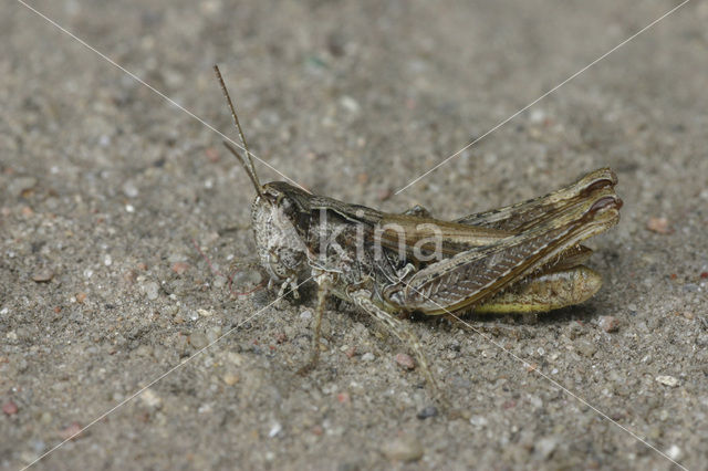 Locomotiefje (Chorthippus apricarius)