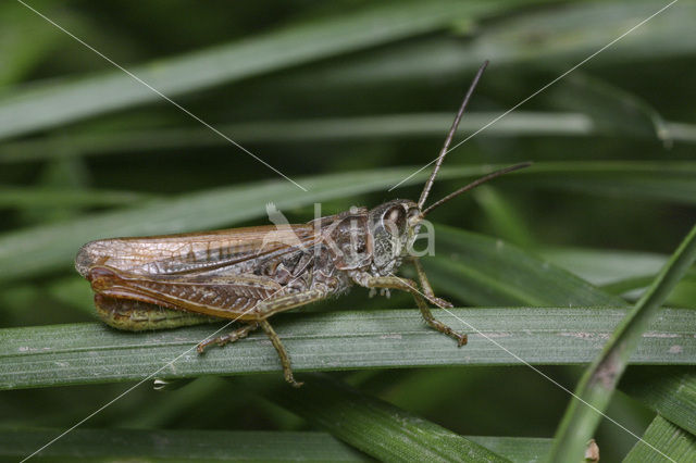 Locomotiefje (Chorthippus apricarius)