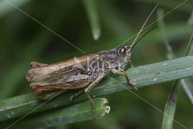 Locomotiefje (Chorthippus apricarius)