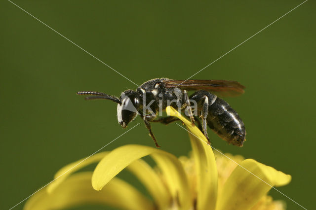 Lookmaskerbij (Hylaeus punctulatissimus)