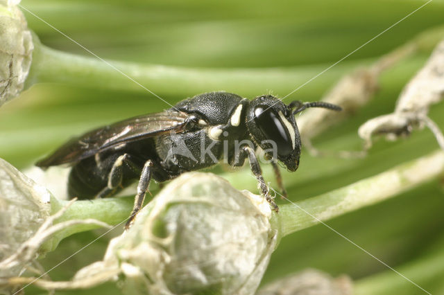 Lookmaskerbij (Hylaeus punctulatissimus)