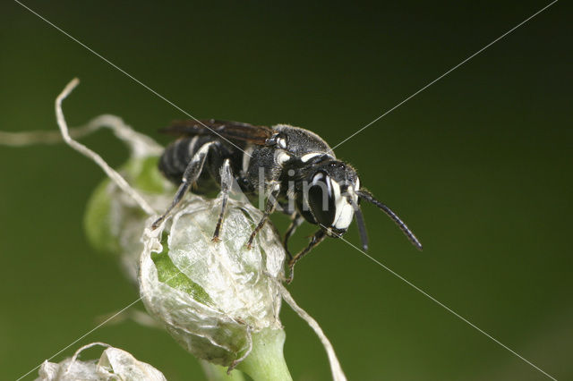 Lookmaskerbij (Hylaeus punctulatissimus)