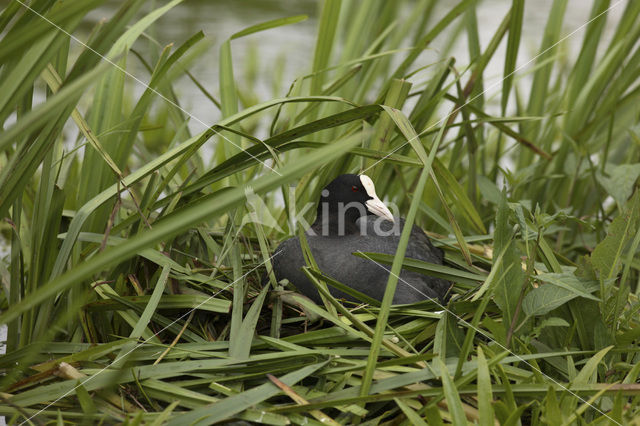 Meerkoet (Fulica atra)