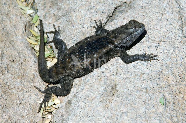 Meesterstekelleguaan (Sceloporus magister)