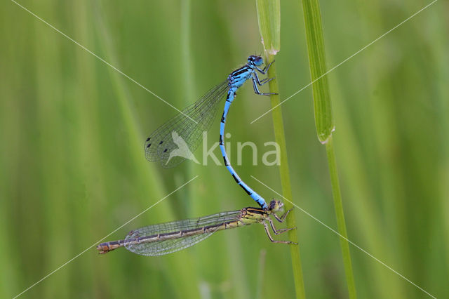 Mercuurwaterjuffer (Coenagrion mercuriale)