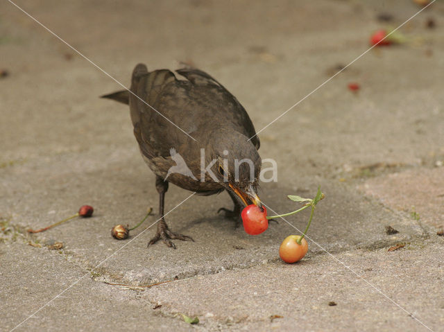 Merel (Turdus merula)