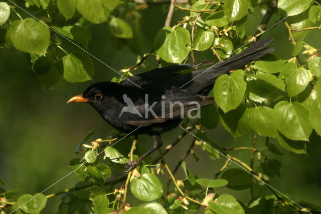 Merel (Turdus merula)